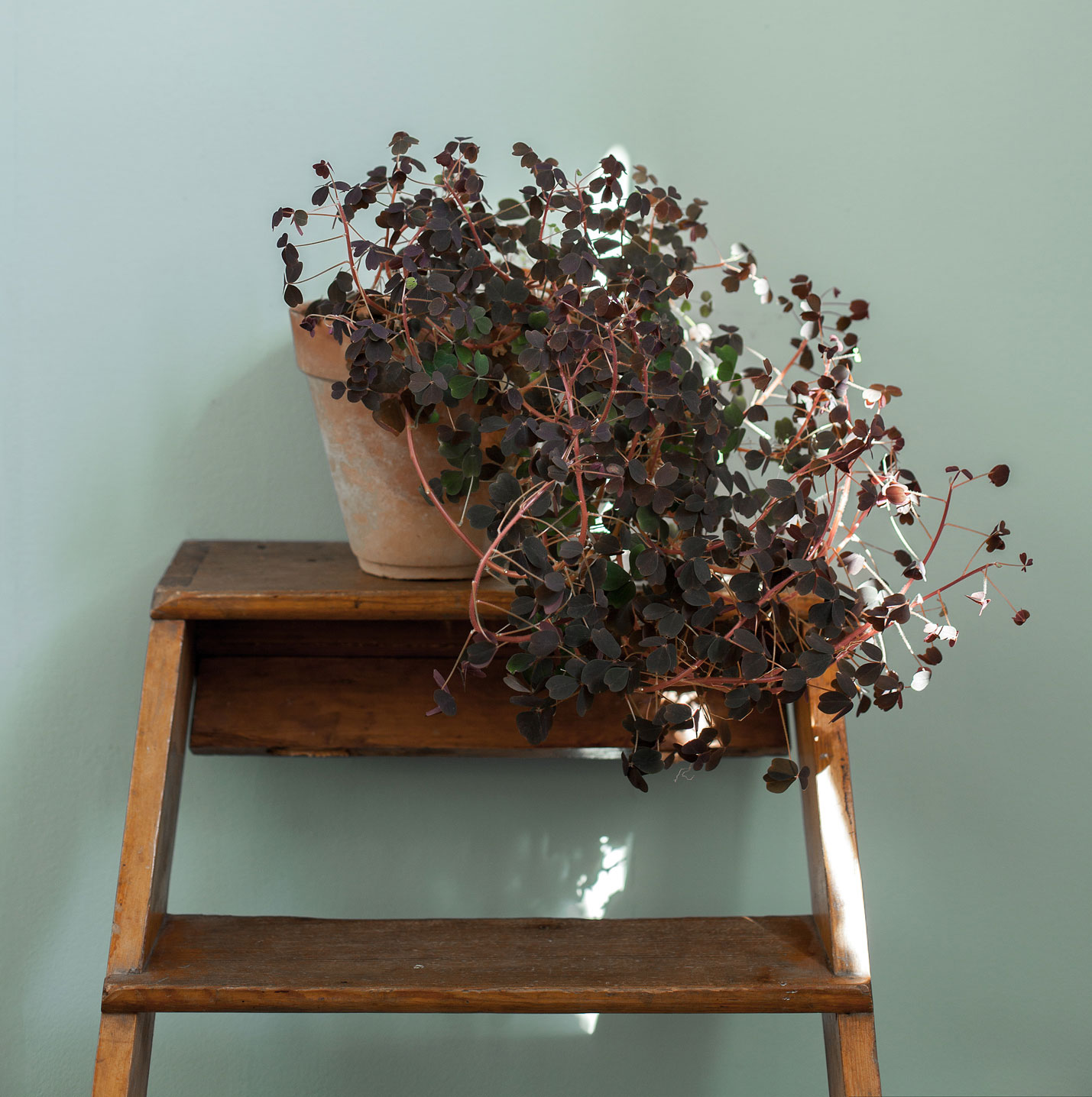 væg malet i farve turkis patricia med plante på trælåge