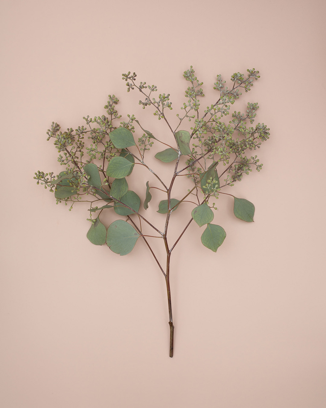 V&aelig;g malet i farven Sidenv&aelig;veriet