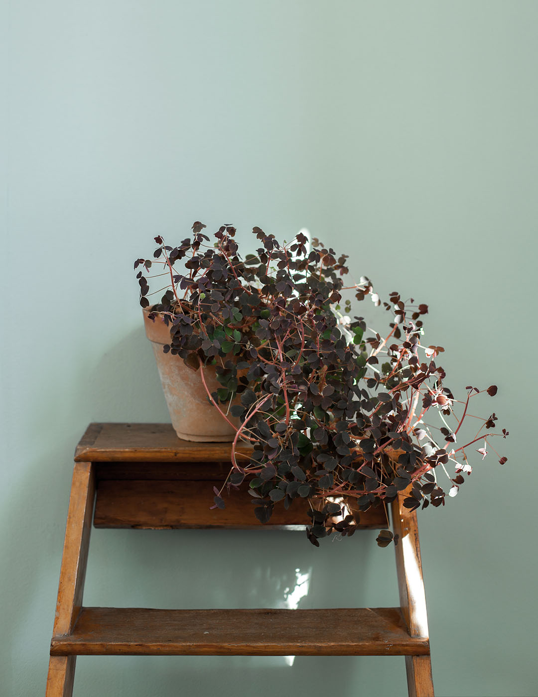 V&aelig;g malet med Auros v&aelig;gmaling i farven Turkos Patricia.