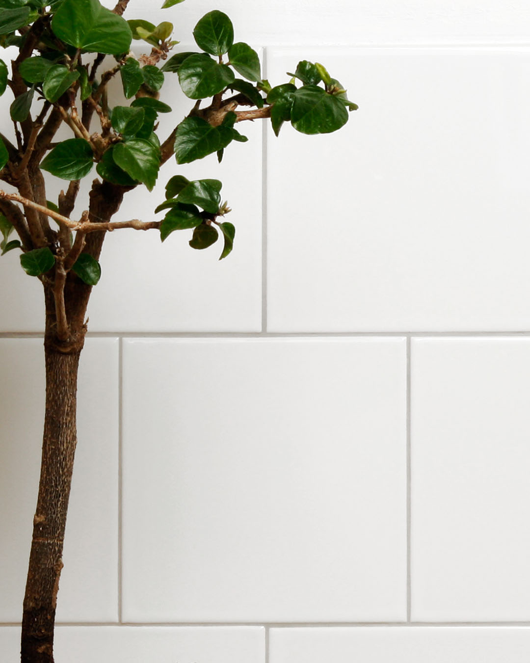 Hvide k&oslash;kkenfliser i klassisk stil p&aring; v&aelig;g, med gr&oslash;n plante som indretning.